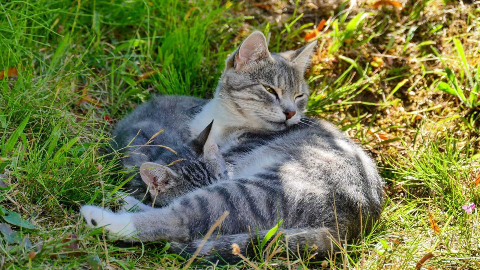 Katzen auf Usedom Katzen auf Usedom